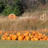 Cox's Pumpkin Patch photo