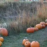 Cox's Pumpkin Patch photo