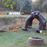 Cox's Pumpkin Patch photo