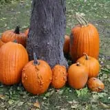 Cox's Pumpkin Patch photo