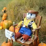 Cox's Pumpkin Patch photo