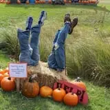 Cox's Pumpkin Patch photo