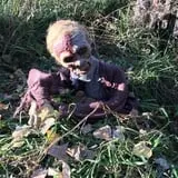 Cox's Pumpkin Patch photo