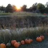 Cox's Pumpkin Patch photo
