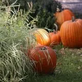 Cox's Pumpkin Patch photo