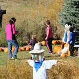 Cox's Pumpkin Patch photo