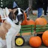 Cox's Pumpkin Patch photo