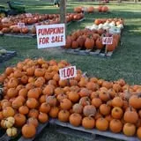 Haunted Maize at Pumpkins and More A-Maiz-ing Farm photo