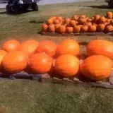 Haunted Maize at Pumpkins and More A-Maiz-ing Farm photo