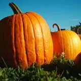 Haunted Maize at Pumpkins and More A-Maiz-ing Farm photo