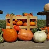 Haunted Maize at Pumpkins and More A-Maiz-ing Farm photo