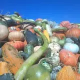 Haunted Maize at Pumpkins and More A-Maiz-ing Farm photo