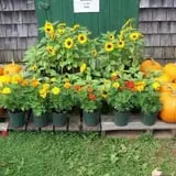 Bailey's Orchard photo
