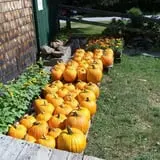 Bailey's Orchard photo