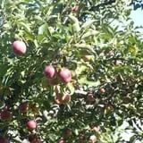 Bailey's Orchard photo