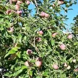 Bailey's Orchard photo