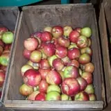 Bailey's Orchard photo