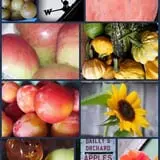Bailey's Orchard photo