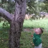 Bailey's Orchard photo