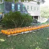 Bailey's Orchard photo