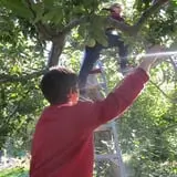 Bailey's Orchard photo