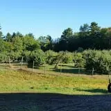 Bailey's Orchard photo