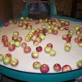 Bailey's Orchard photo