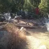 The Forest of Doom photo