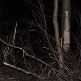 The Forest of Doom photo