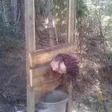 The Forest of Doom photo