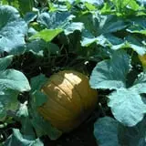 Orr's Farm Market photo