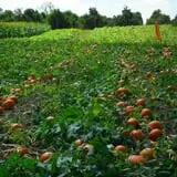 Orr's Farm Market photo