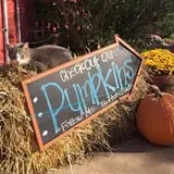 The Jersey Barnyard Pumpkin Patch photo