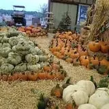 The Jersey Barnyard Pumpkin Patch photo