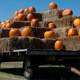 The Jersey Barnyard Pumpkin Patch photo