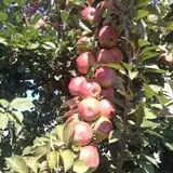 Arbor Day Farm photo