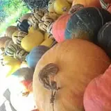Spears Farm Stand photo