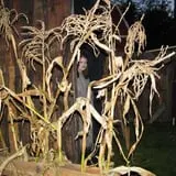 Trepidation Acres photo