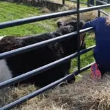 Wolfe's Neck Farm photo