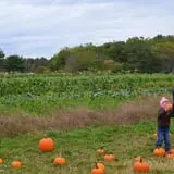 Wolfe's Neck Farm photo