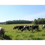 Wolfe's Neck Farm photo