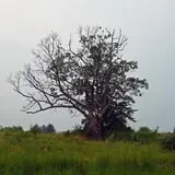 The Devil's Tree photo