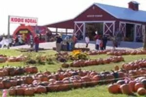 Pumpkins Galore