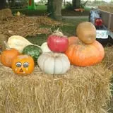 Pickin' Patch Farm photo