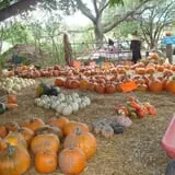 Pickin' Patch Farm photo