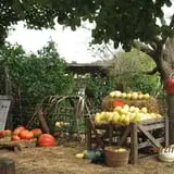 Pickin' Patch Farm photo