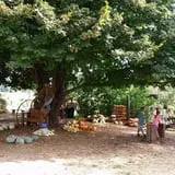 Pickin' Patch Farm photo
