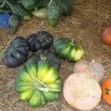 Pickin' Patch Farm photo