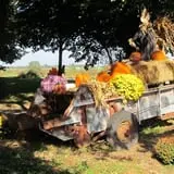 Pickin' Patch Farm photo