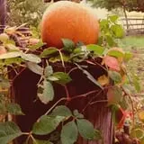 Pickin' Patch Farm photo